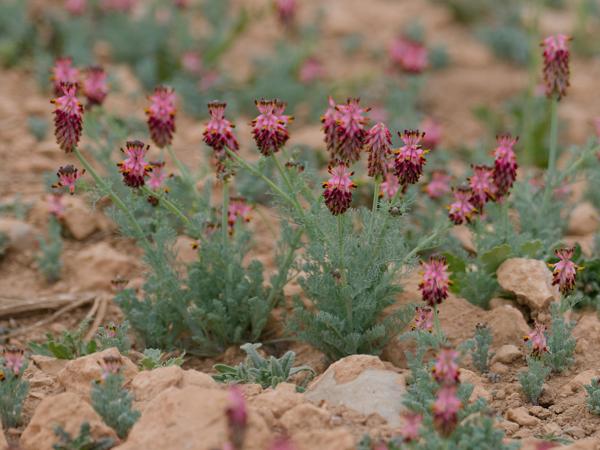 <h3><a href="/trips/ebro/biota/plantae/tracheophyta/magnoliopsida/ranunculales/papaveraceae/platycapnos spicata/platycapnos spicata-nl.html">Platycapnos&nbsp;spicata</a> /  / </h3>OM-1 Mark II met OLYMPUS M.300mm F4.0, 1/2000 sec  bij F4.0, ISO 400, afstand 6.09&nbsp;m